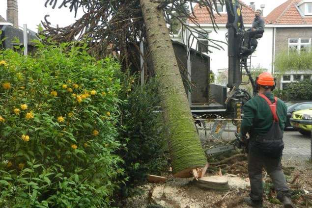 rooien van een apenboom, afvoeren van de takken met de vrachtwagen Tilburg Hyacintstraat